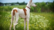 Ormebehandling af hund Hunde sygdomme