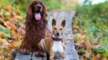 Parvovirusdiarré Hunde sygdomme