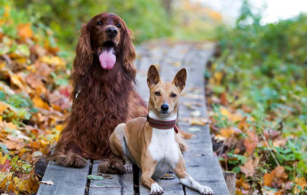 Parvovirusdiarré, Dyrlægevagten