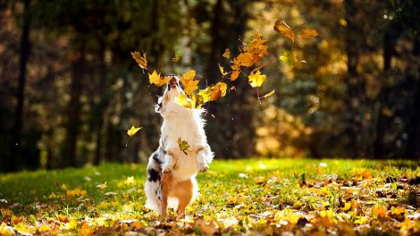 Smitsom leverbetændelse Hunde sygdomme