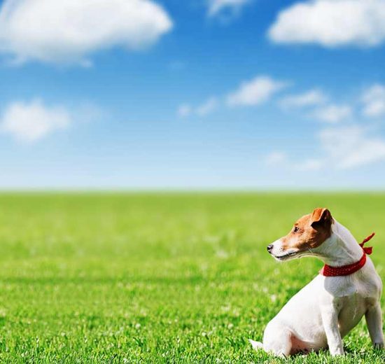Mærkning af hunde Hunde generelt