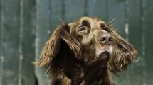 Lungebetændelse Hunde sygdomme