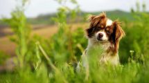 Rabies (hundegalskab) Hunde sygdomme