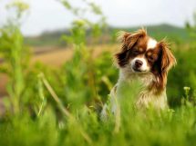 Rabies (hundegalskab) Hunde sygdomme