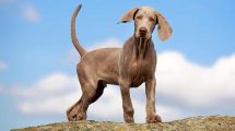 Falsk graviditet Hunde fødsler