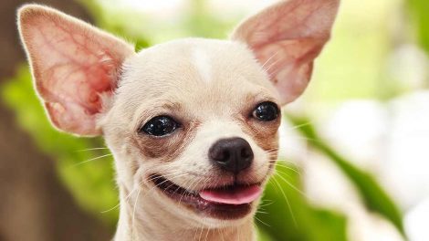 Parringstidspunkt Hunde fødsler