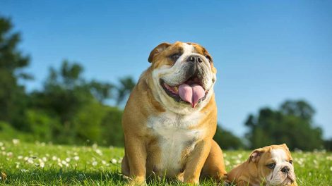 Valg af hund Hunde generelt