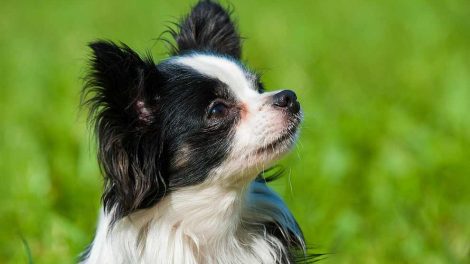 Insulinchok Hunde sygdomme