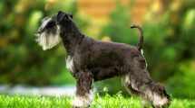 Livmoderbetændelse Hunde sygdomme