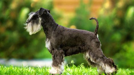 Livmoderbetændelse Hunde sygdomme