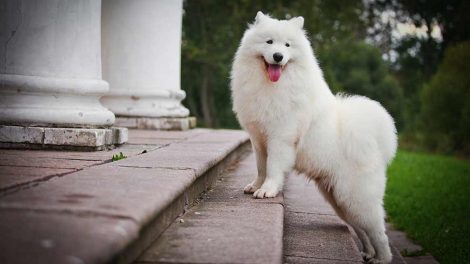 Sukkersyge Hunde sygdomme