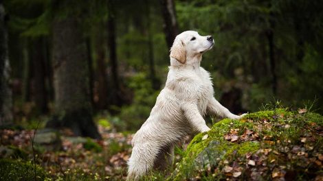 Fødselsforberedelse Hunde fødsler