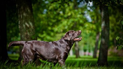 Fødselskrampe Hunde fødsler