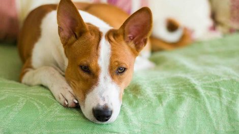Nytårsskyderi Hunde generelt
