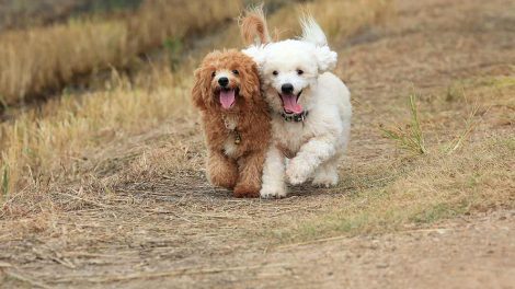 Vokseværk Hunde generelt