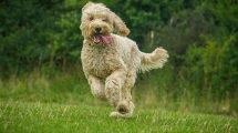 Gigt Hunde sygdomme
