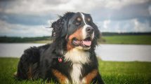 Hjertelidelse Hunde sygdomme