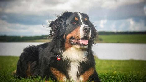 Hjertelidelse Hunde sygdomme