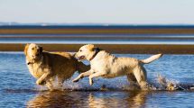 Hundefødsel Hunde fødsler