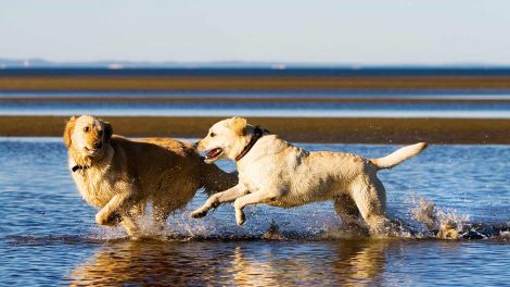 Hundefødsel Hunde fødsler