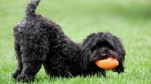 Mavedrejning Hunde sygdomme