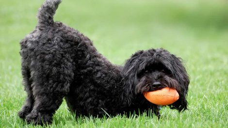 Mavedrejning Hunde sygdomme