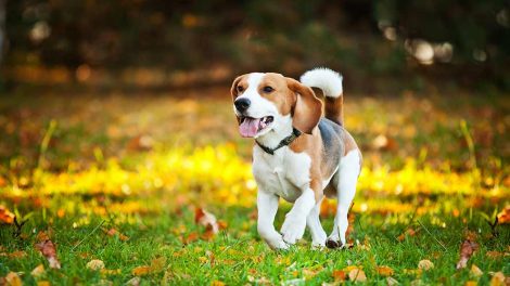 Hunde styrker humøret og helbredet Hunde generelt