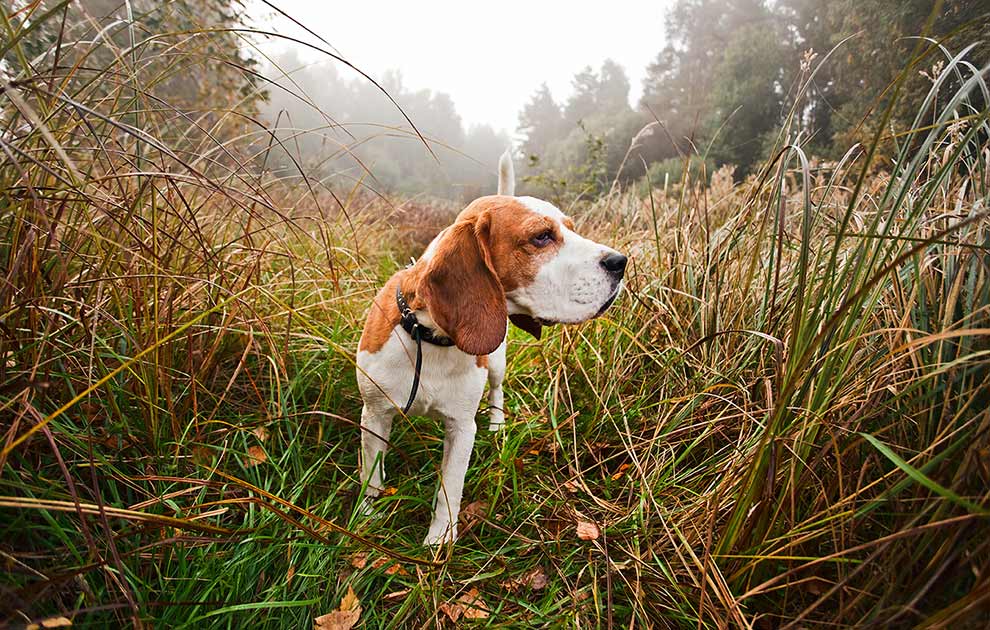 Kørsel i bil, Dyrlægevagten