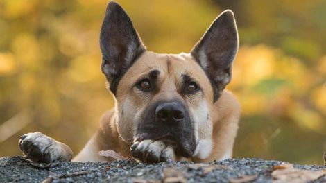 Hofteledsdysplasi Hunde sygdomme