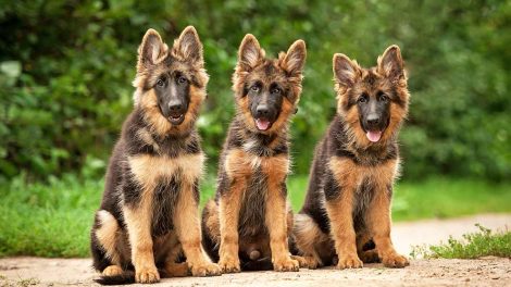 Medicinering Hunde sygdomme