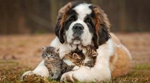 Opsvulmet mave Hunde sygdomme
