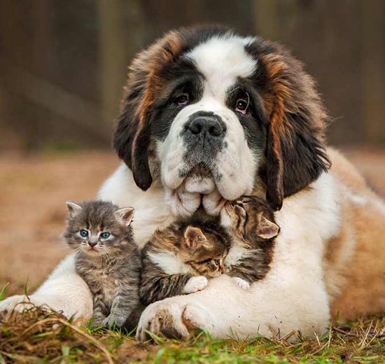 Opsvulmet mave Hunde sygdomme