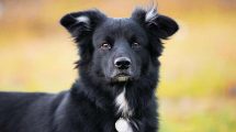 Analsækbetændelse Hunde sygdomme