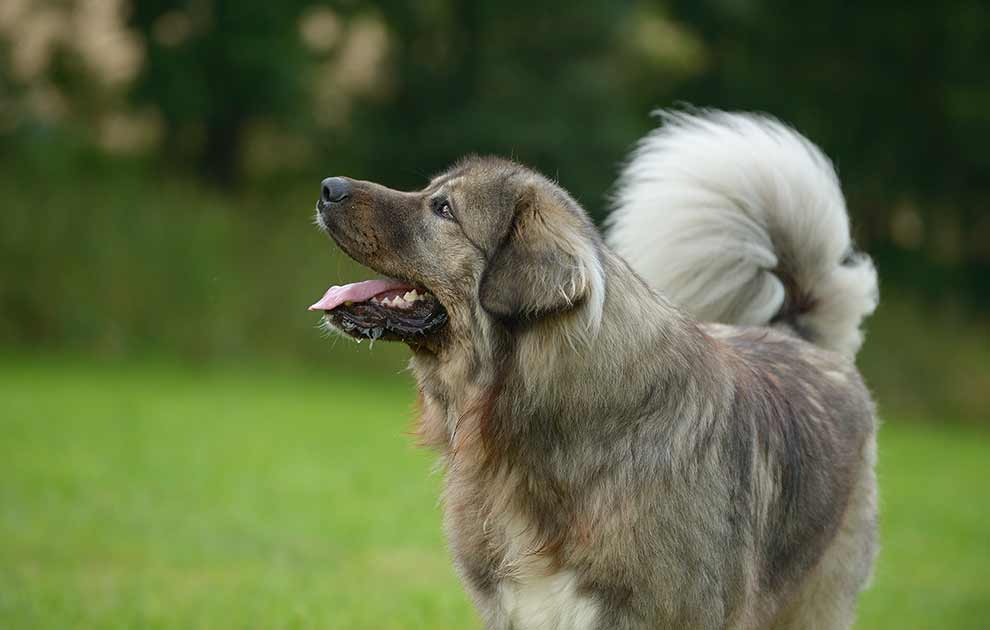 Endelig heks snak Hvordan får jeg min hund med til Sverige? - Hunde spørg dyrlagen -  Dyrlægevagten
