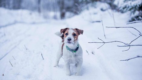 Min hund har meget dårlig ånde! Hunde spørg dyrlagen