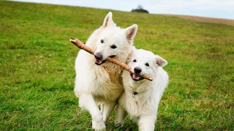 Lænkehunde Hunde generelt