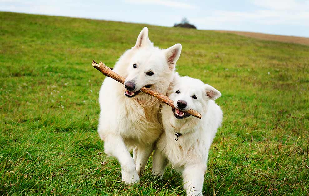 Lænkehunde, Dyrlægevagten