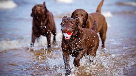 Bekendtgørelse om bekæmpelse af rabies Hunde love & bekendtg.