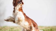 Bekendtgørelse om forbud mod hold af særligt farlige hunde Hunde love & bekendtg.