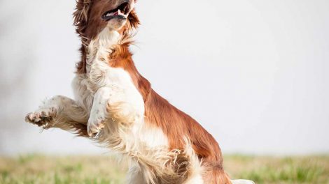 Bekendtgørelse om forbud mod hold af særligt farlige hunde Hunde love & bekendtg.
