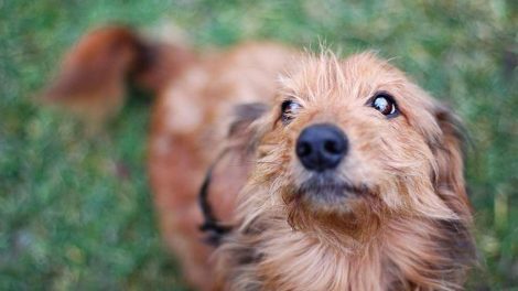 Lov om hunde Hunde love & bekendtg.