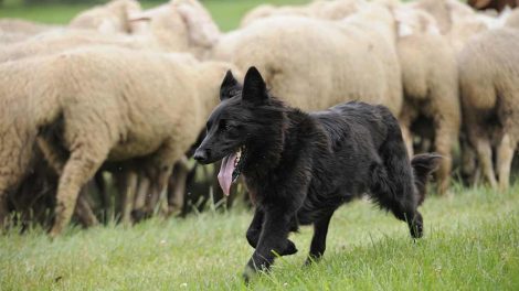 Bekendtgørelse om overdragelse af hundehvalpe Hunde love & bekendtg.