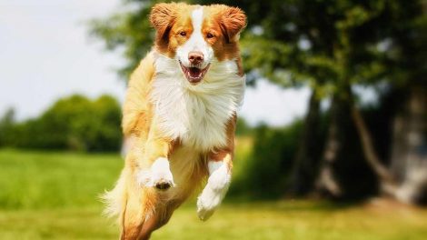 Allergi Hunde sygdomme