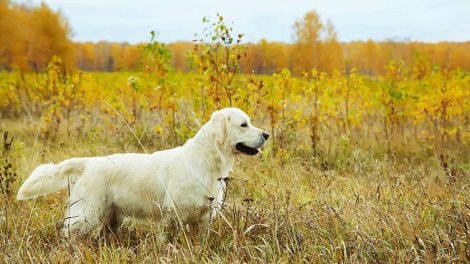Forslag til skånediæt Hunde pleje & fodring