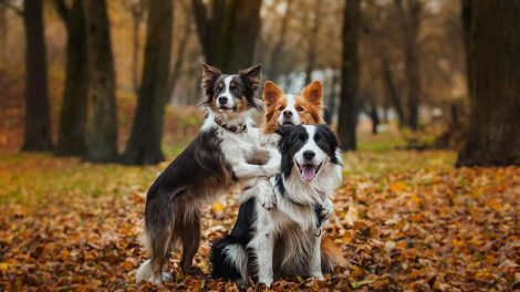 Slanketips Hunde pleje & fodring