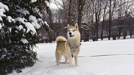 Lopper Hunde hudproblemer