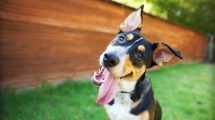 Hudlidelser forårsaget af hormonelle forstyrrelser Hunde hudproblemer