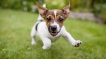 Pelsmider Hunde hudproblemer