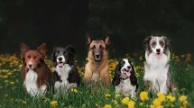 Øjenundersøgelse for PRA Hunde øre- & øjenlidelser
