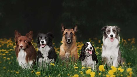 Øjenundersøgelse for PRA Hunde øre- & øjenlidelser